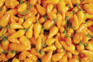 Close up of Datil peppers from St. Augustine Florida.