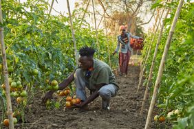 Two people picking tomatoes on the farm at The Bushcamp Company in South Luangwa National Park, Zambia.