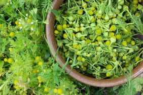 Close up of fresh herbs and flowers foraged in Finland