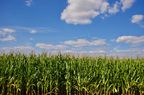 Field of corn against sky