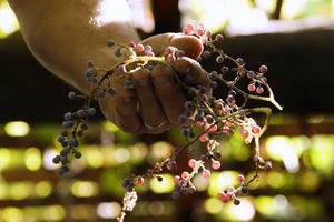 In a new documentary special, SOMM TV explores the roots of Californiaâs wine culture.