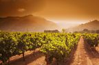 Sunrise over a vineyard on the Silverado Trail, Napa Valley, California